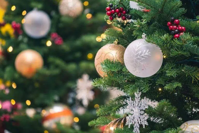 Der richtige Weihnachtsbaum & zu Tipps bleibt Pflege damit frisch er